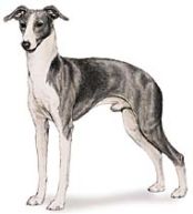 Miniature Italian Greyhound - toy dog breed